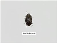 藏品(菲律賓產昆蟲)的圖片